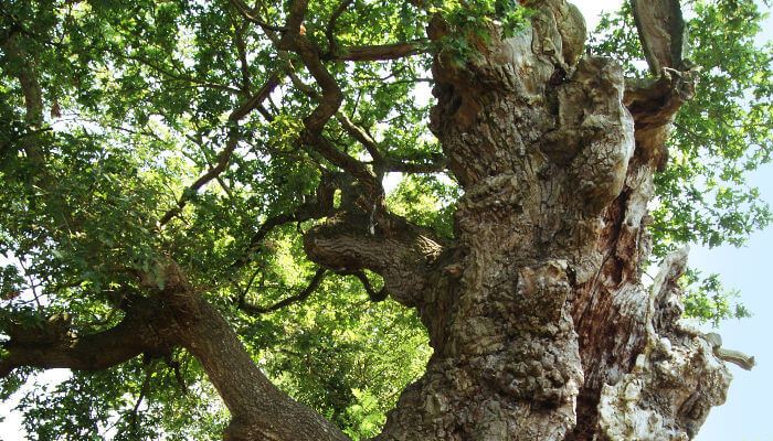 Baumkrone des Magog in Glastenbury
