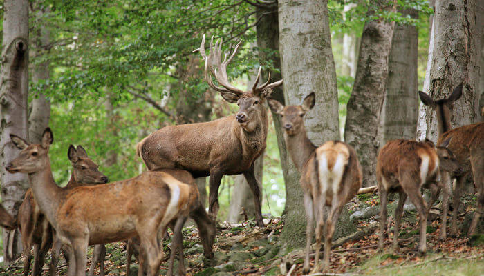 Platzhirsch im Wald mit seinen Rehen