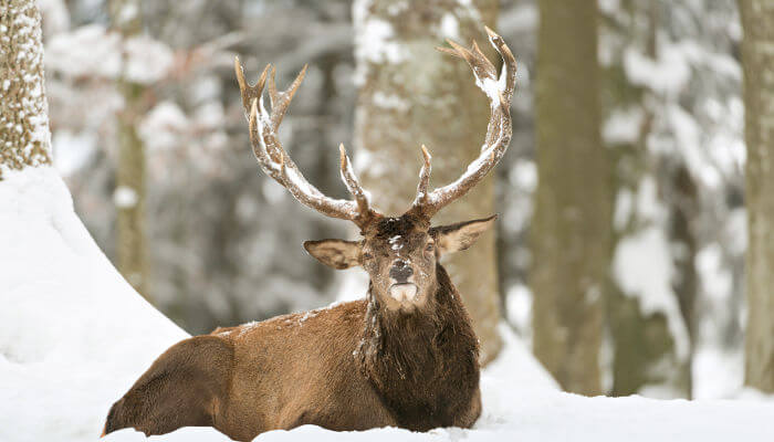 Rothirsch liegt im Schnee und zeigt sein Geweih