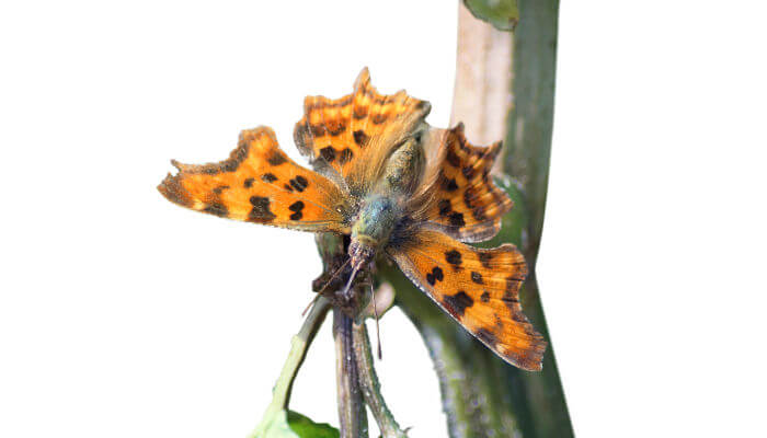 Oranger Schmetterling mit schwarzen Punkten
