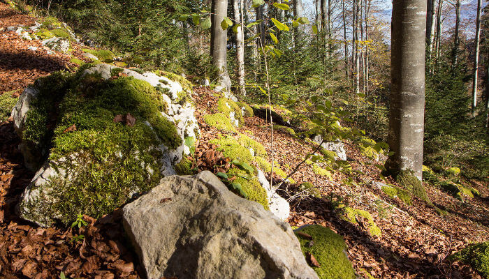 Grosser Stein und Bäume im Hang