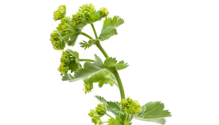 Frauenmantel mit gelben Blüten