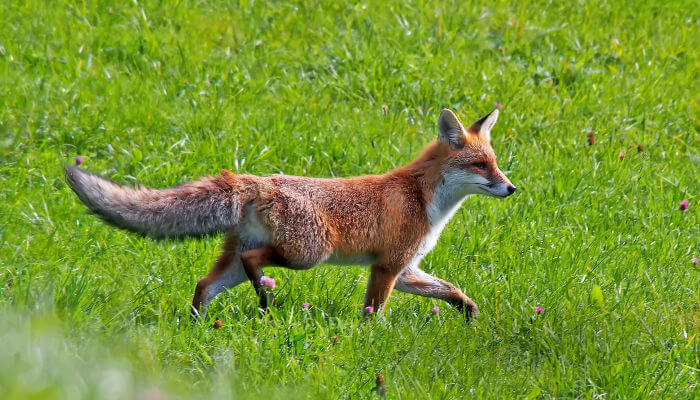 roter Fuchs galoppiert über grüne Wiese