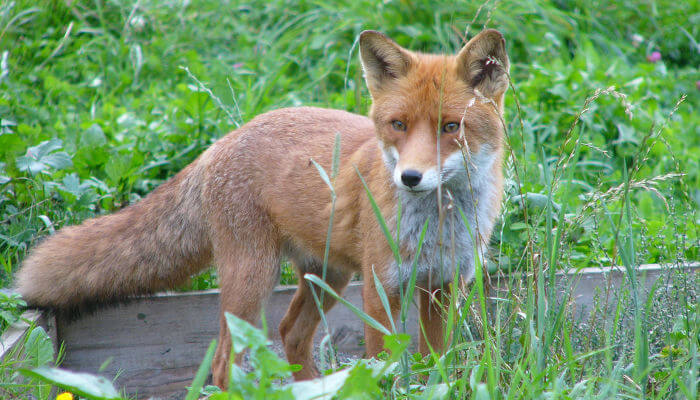Fuchs schaut frech vom Gemüsegarten her
