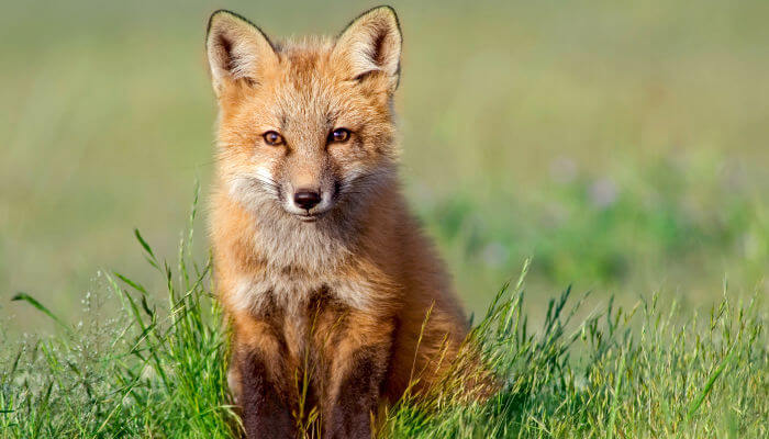 Fuchs sitz auf der Wiese bei Sonnenschein