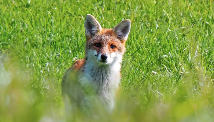 Fuchs schaut neugierig zu uns