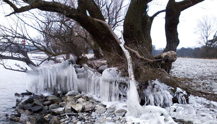 Baum am See mit Wurzeln aus Eis im Winter