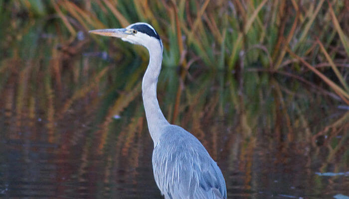 Fischreiher, Graureiher sitz im See