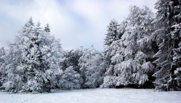 Verschneite Wiese vor einem verschneiten Wald