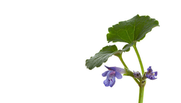 Blätter und Blüten der Gundelrebe
