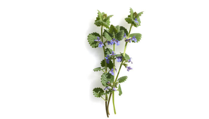 Strauch mit Blättern und Blüten der Gundelrebe