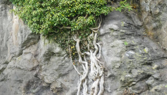 Efeu Wurzeln an einer Steinwand