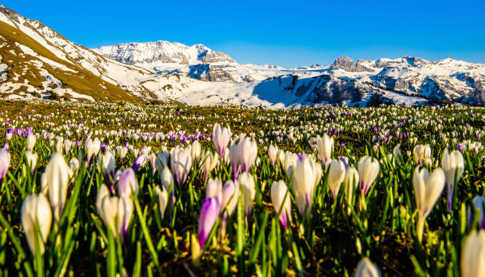 Krokusblüten-Meer auf der Alp Albrist im Simmental