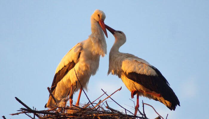 Storchenpaar im Nest bei Sonnenlicht