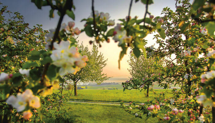 blühende Obstbäume im Thurgau im Frühling