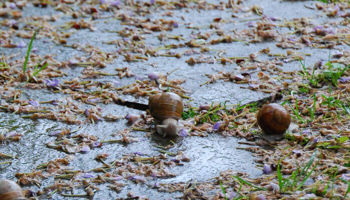 Zwei Weinbergschnecken bei Regen auf Gehwegplatten