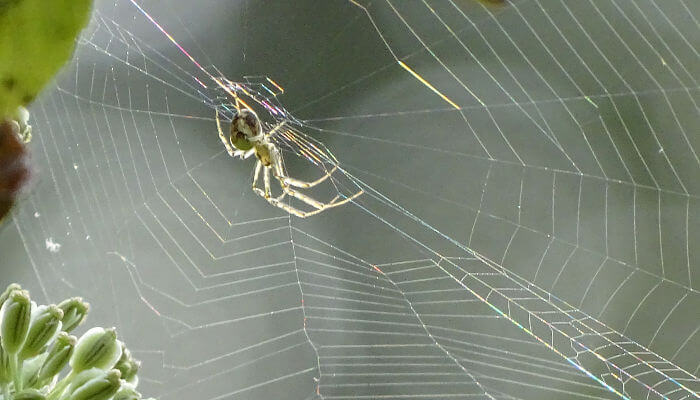 Spinne im Netz im Sonnenlicht