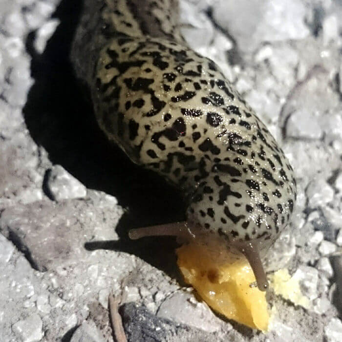 Grau-schwarze Tigerschnecke am essen
