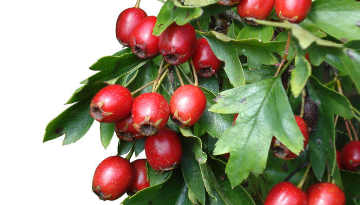 rote Beeren am Weissdorn Strauch