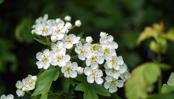 Weisse Blüten des Weissdorn