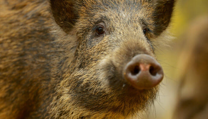 Wildschwein mit Schnüffelnasse