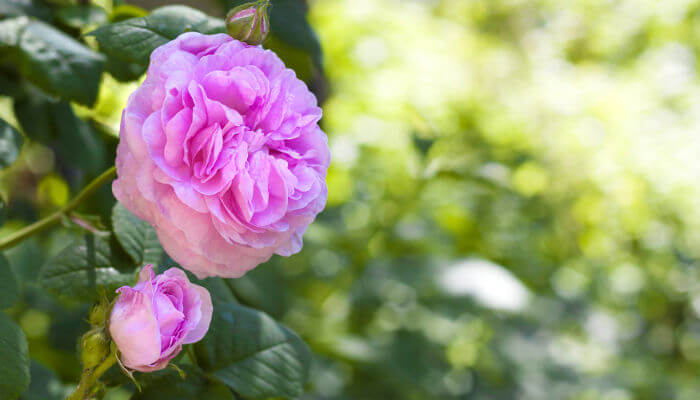 rosablühende Blüten der hundertblättrigen Rose