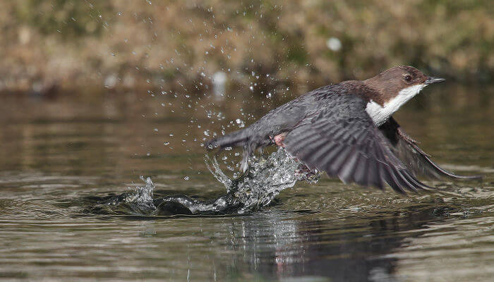 Wasseramsel fliegt aus dem Wasser ab