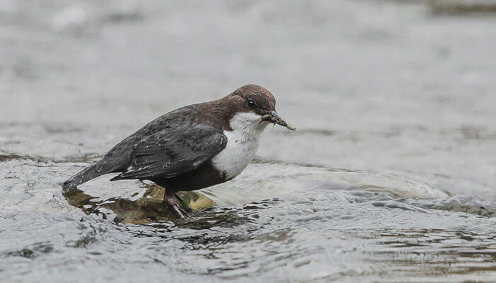 Wasseramsel im Bach mit Insekt im Schnabel