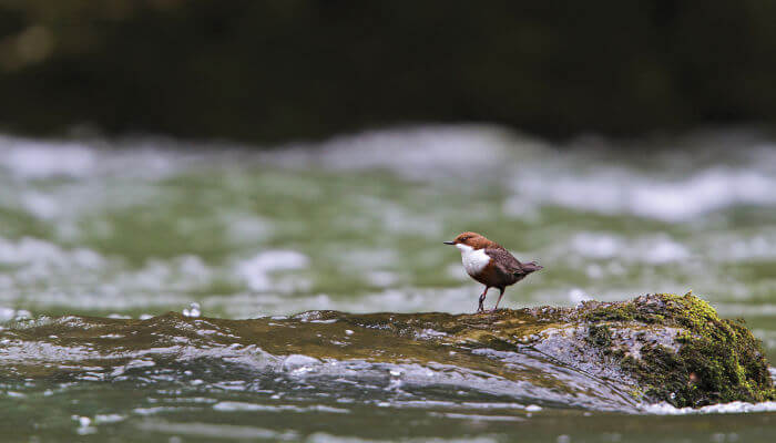 Wasseramsel sitzt auf einem Stein im Bach
