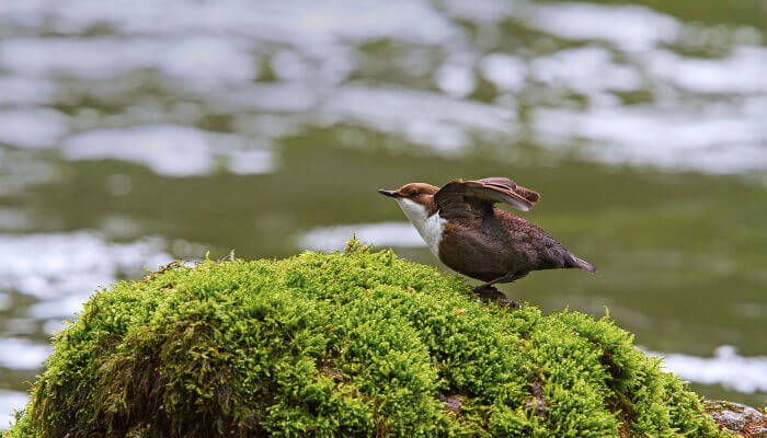 Wasseramsel auf dem Moos mit offenen Flügel