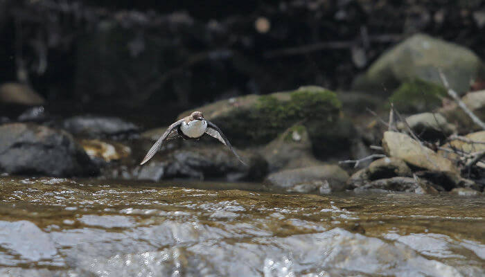 Wasseramsel im Flug ueber Wasser