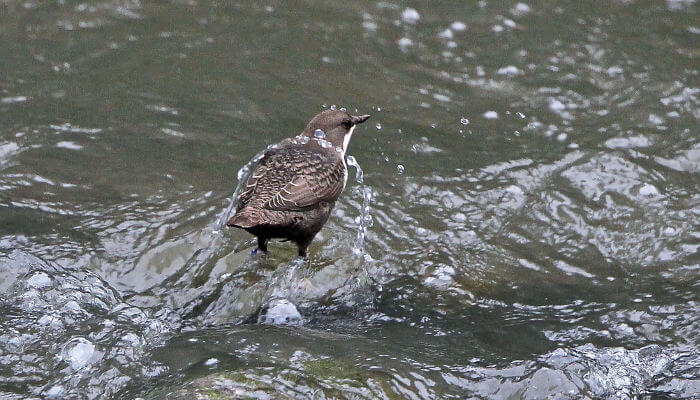 Wassermamsel im Sprudelnden Bach