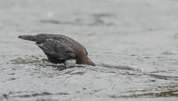 Wasseramsel taucht den Kopf in den Fluss