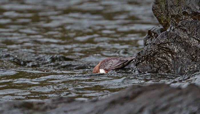 Wasseramsel mit Kopf im Wasser