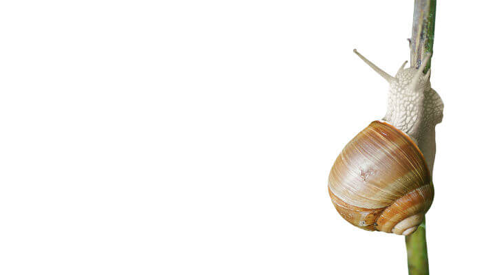Weinbergeschnecke kriecht Ast hoch