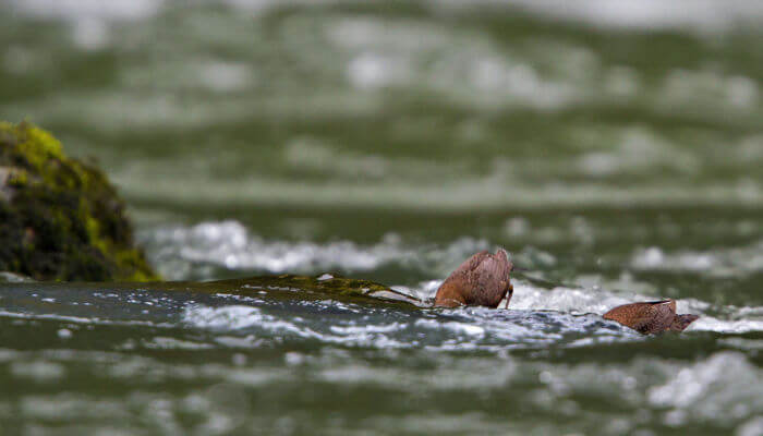 Zwei Wasseramsel tauchen den Kopf in den Fluss