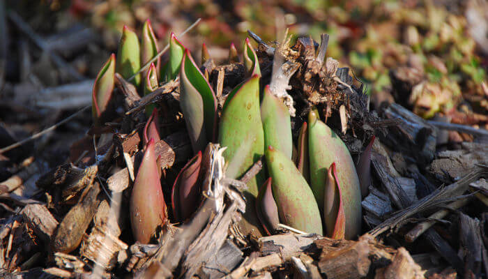 Junge Tulpen die aus der Erde wachsen
