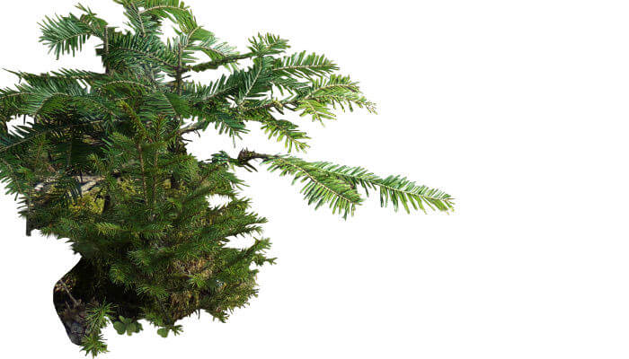 Weisstanne freigstellt
