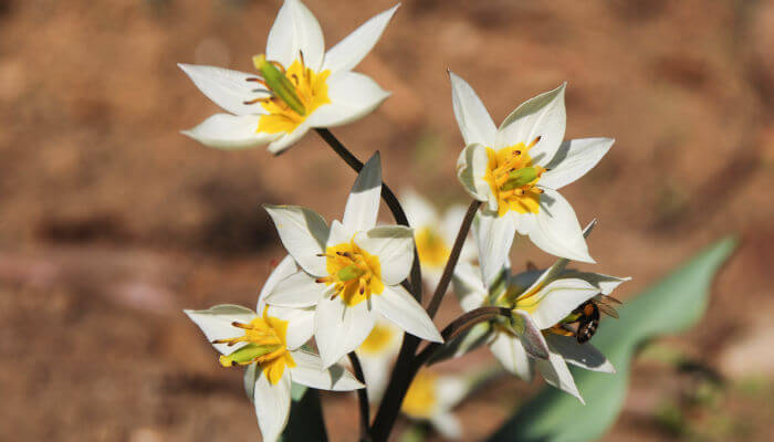 Weiss blühende Blüten der Wildtulpen