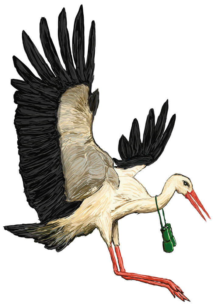 Illustration eines Weissstorches im Flug