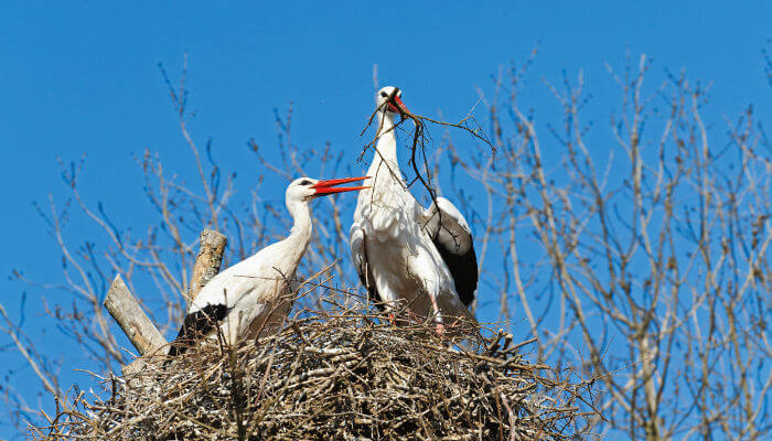 Weissstorchen-Paar im Storchennest bei Schönwetter