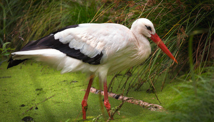 Storch im Wasser laufend bei trüben Wetter