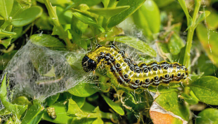 Grün-Schwarze-Raupe im grünen Buchs