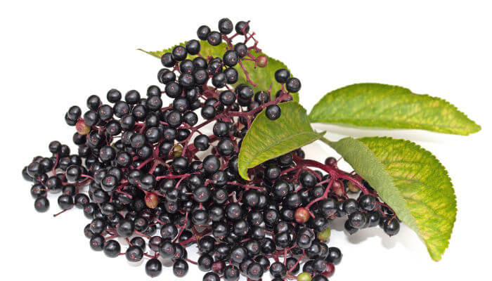 Schwarze Beeren des Holunder