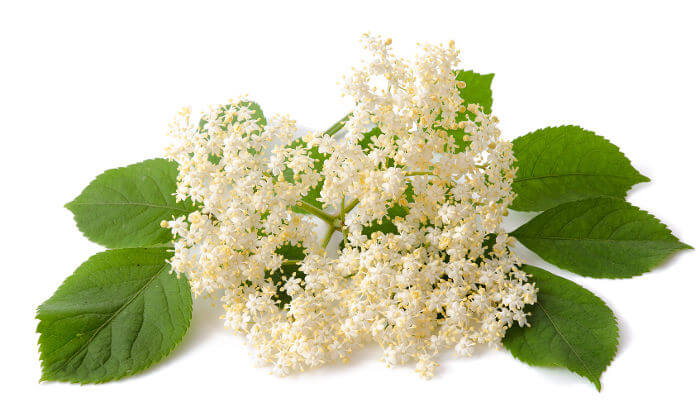 Weisse Blüte des Holunder