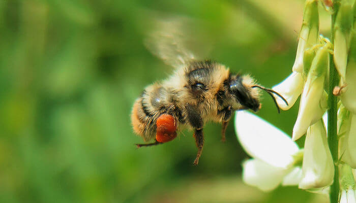 Bunte Hummel fliegt an weisse Blüte