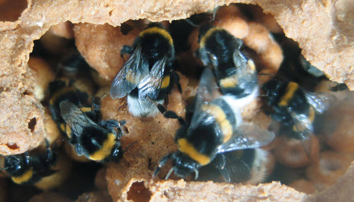 Mehrere Dunkle Erdbienen im Erdbau