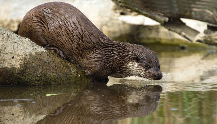 Fischotter auf einem Stein und schaut ins Wasser