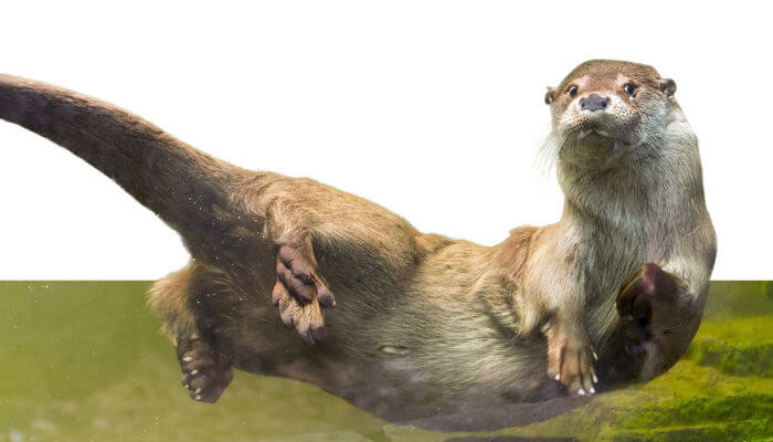 Fischotter zeigt Bauch und schaut nach vorne