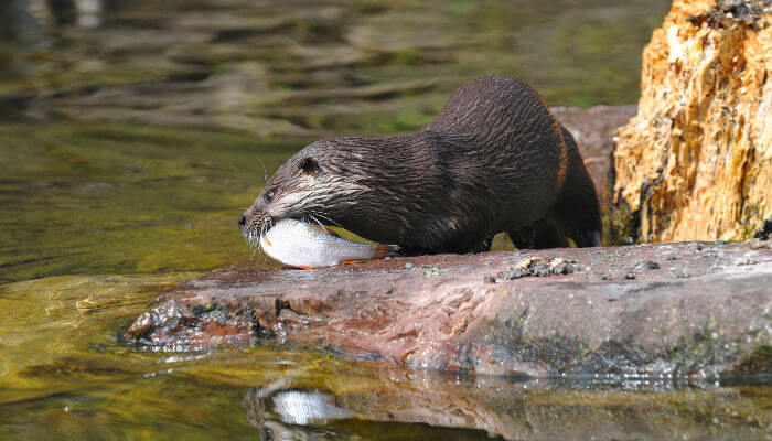 Fischotter auf einem Stein am Wasser mit Fisch im Mund